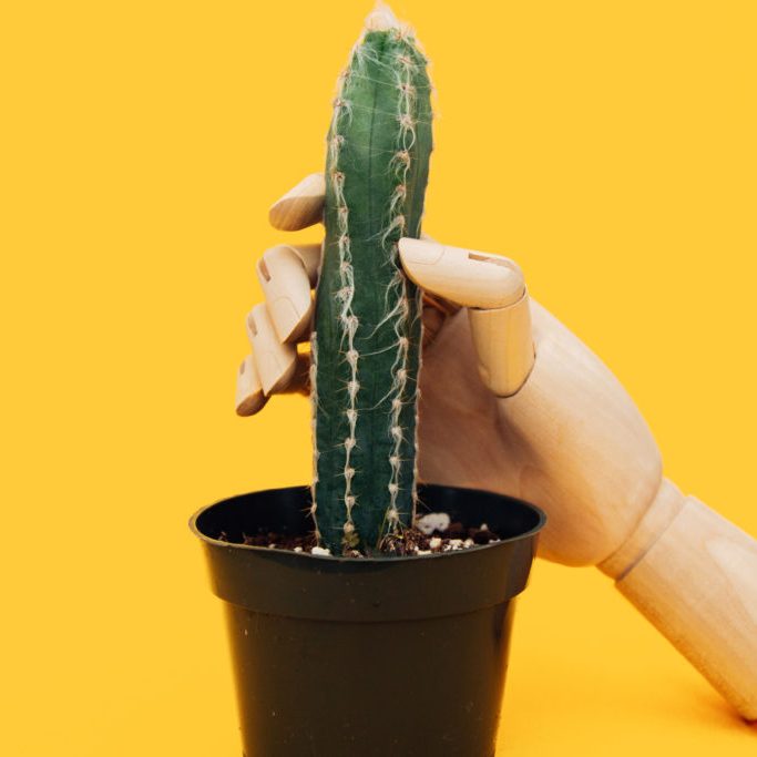 masturbating a cactus